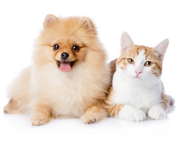 Remedial Veteriner Kliniği